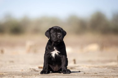 Şirin baston Corso Köpek Stüdyosu