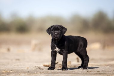 Şirin baston Corso Köpek Stüdyosu