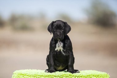 Şirin baston Corso Köpek Stüdyosu