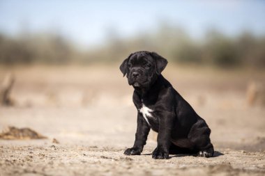 Şirin baston Corso Köpek Stüdyosu