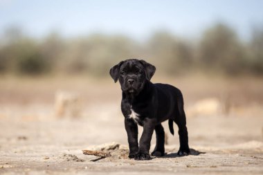 Şirin baston Corso Köpek Stüdyosu
