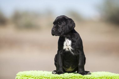 Şirin baston Corso Köpek Stüdyosu