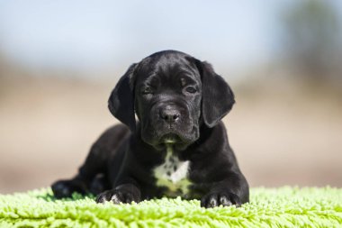 Şirin baston Corso Köpek Stüdyosu