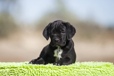 Şirin baston Corso Köpek Stüdyosu