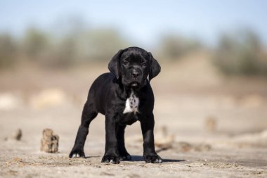 Şirin baston Corso Köpek Stüdyosu