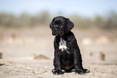 Şirin baston Corso Köpek Stüdyosu