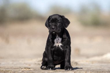 Şirin baston Corso Köpek Stüdyosu