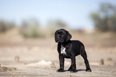 Şirin baston Corso Köpek Stüdyosu