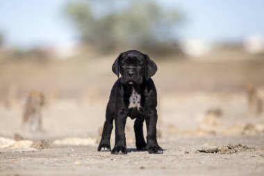 Şirin baston Corso Köpek Stüdyosu