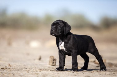 Şirin baston Corso Köpek Stüdyosu