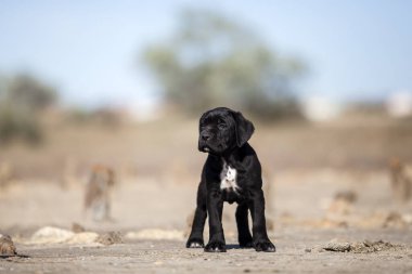 Şirin baston Corso Köpek Stüdyosu