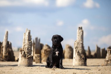 Şirin baston Corso Köpek Stüdyosu