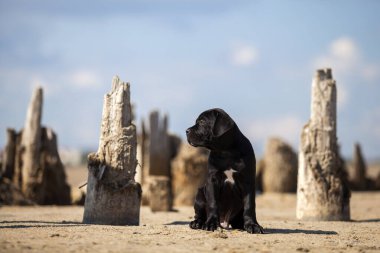 Şirin baston Corso Köpek Stüdyosu