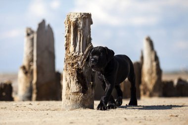 Şirin baston Corso Köpek Stüdyosu