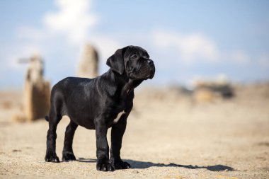 Şirin baston Corso Köpek Stüdyosu