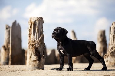 Şirin baston Corso Köpek Stüdyosu