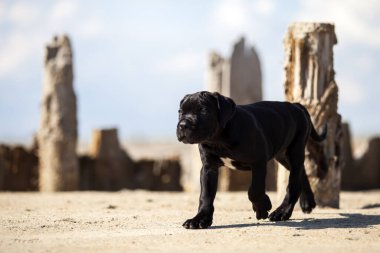 Şirin baston Corso Köpek Stüdyosu
