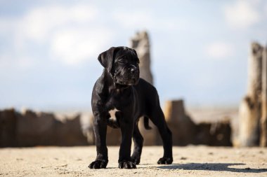 Şirin baston Corso Köpek Stüdyosu