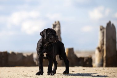 Şirin baston Corso Köpek Stüdyosu