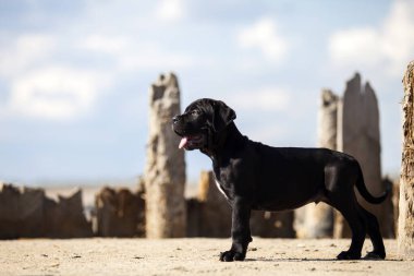 Şirin baston Corso Köpek Stüdyosu
