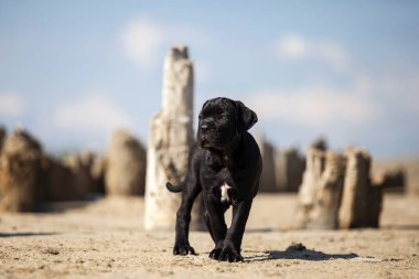 Şirin baston Corso Köpek Stüdyosu