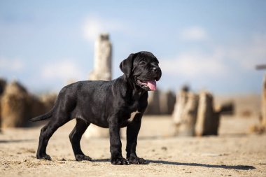 Şirin baston Corso Köpek Stüdyosu