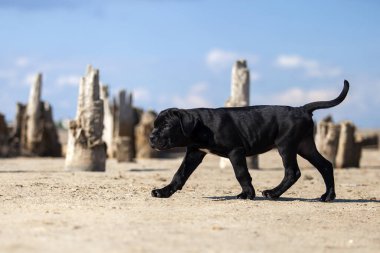 Şirin baston Corso Köpek Stüdyosu
