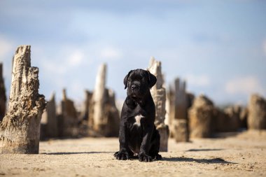 Şirin baston Corso Köpek Stüdyosu