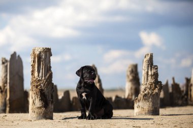 Şirin baston Corso Köpek Stüdyosu