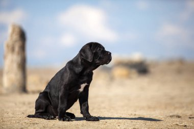 Şirin baston Corso Köpek Stüdyosu