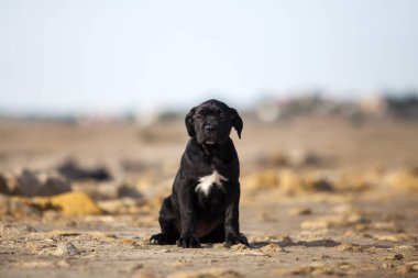 Şirin baston Corso Köpek Stüdyosu