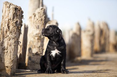 Şirin baston Corso Köpek Stüdyosu