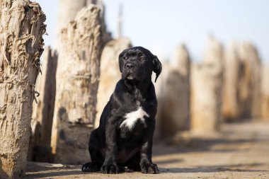 Şirin baston Corso Köpek Stüdyosu