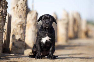 Şirin baston Corso Köpek Stüdyosu