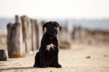 Şirin baston Corso Köpek Stüdyosu
