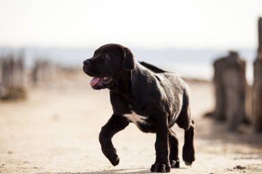 Şirin baston Corso Köpek Stüdyosu