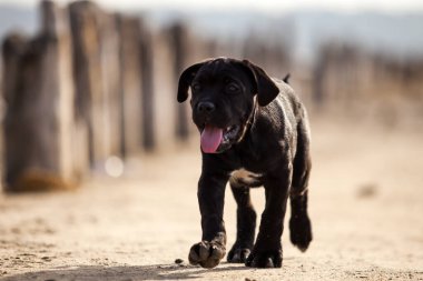 Şirin baston Corso Köpek Stüdyosu