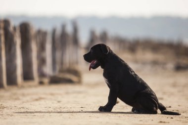 Şirin baston Corso Köpek Stüdyosu