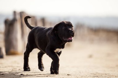 Şirin baston Corso Köpek Stüdyosu