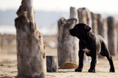 Şirin baston Corso Köpek Stüdyosu