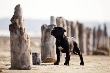 Şirin baston Corso Köpek Stüdyosu