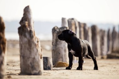 Şirin baston Corso Köpek Stüdyosu