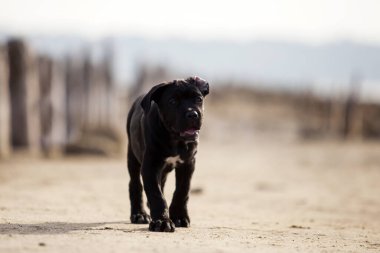 Şirin baston Corso Köpek Stüdyosu