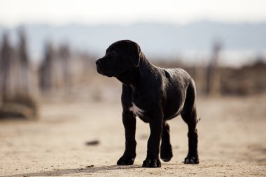 Şirin baston Corso Köpek Stüdyosu