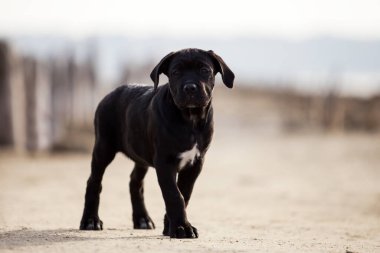 Şirin baston Corso Köpek Stüdyosu