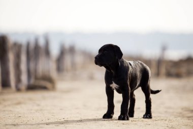 Şirin baston Corso Köpek Stüdyosu