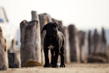 Şirin baston Corso Köpek Stüdyosu