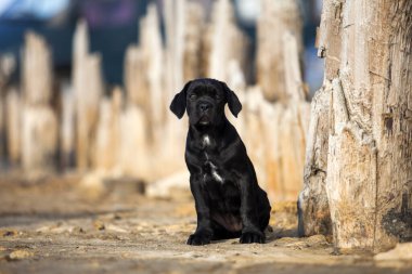 Şirin baston Corso Köpek Stüdyosu