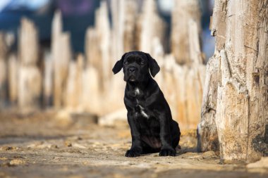 Şirin baston Corso Köpek Stüdyosu