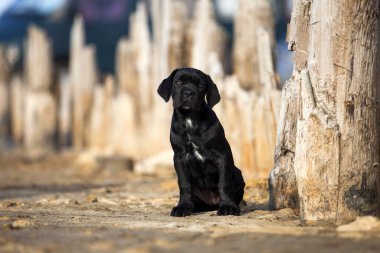 Şirin baston Corso Köpek Stüdyosu
